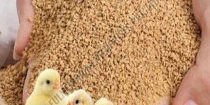 Layer Chicks Crumbs