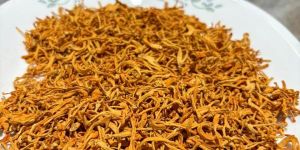 Cordyceps Militaris