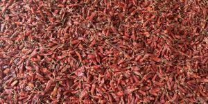 Assam Red Dry Chilli