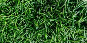 organic indian green chilli