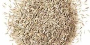 White Cumin Seeds