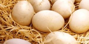 Fresh Duck Eggs