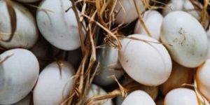 Indian Duck Eggs
