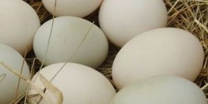 White Duck Eggs