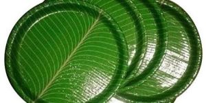 Disposable Paper Plates