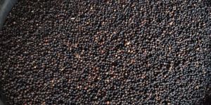 Black Pepper