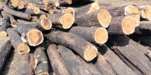 acacia wood log