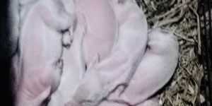 Large White Yorkshire Pig