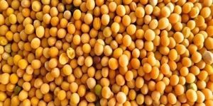 Yellow Mustard Seeds