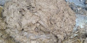 Fresh Cow Dung