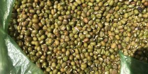 Indian Origin Pulses