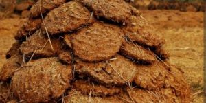 Cow Dung Cake