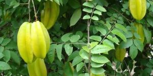 Kamrak Star Fruit Plant