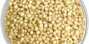 Sorghum
