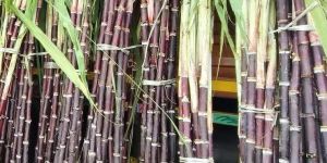 lal sugarcane
