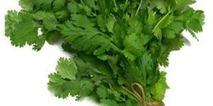 Fresh Coriander Leaves