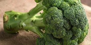 Fresh Green Broccoli