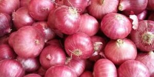 Fresh Red Onion