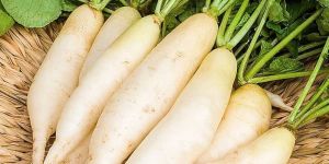 Fresh White Radish