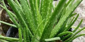 Aloevera Plant