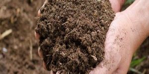 Cow Dung Powder