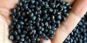 Black Urad Dal