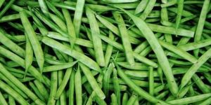 Agro Gums Guar Beans