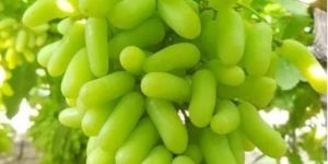 A Grade Fresh Green Grape