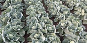 Fresh Cabbage