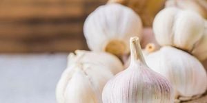 Garlic