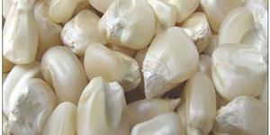 White Animal Feed Corn