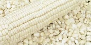 White Maize Seeds