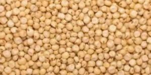 Whole Sorghum Seeds