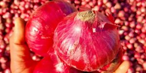 Red Onion