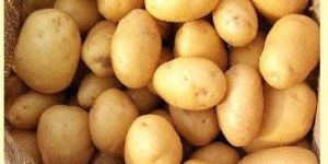 Potato