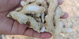 Dried Ginger
