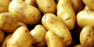 Fresh Brown Potato