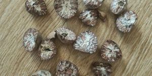 Betel Nuts