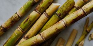 Sugarcane