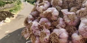 Organic Garlic