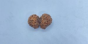 Gauri Shankar Rudraksha