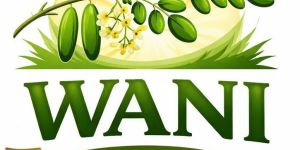 Organic Moringa Drumstick Powder