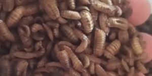 Dried Bsf Larvae
