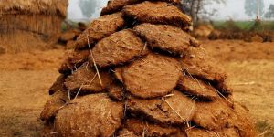 Cow Dung Cake