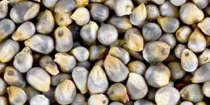Indian Bajra Seed