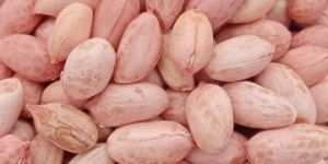 Groundnut Seeds