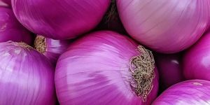 Premium Quality Fresh Red Onion