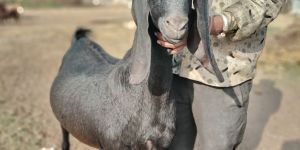 Beetal Goat