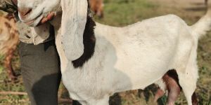 Sojat Goat