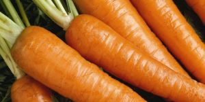 Fresh Carrot
